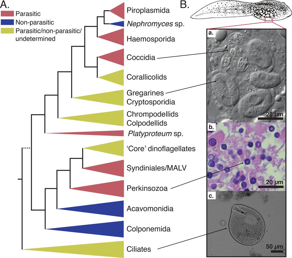 Figure from Chambouvet et al. 2020, PLoS Pathogens